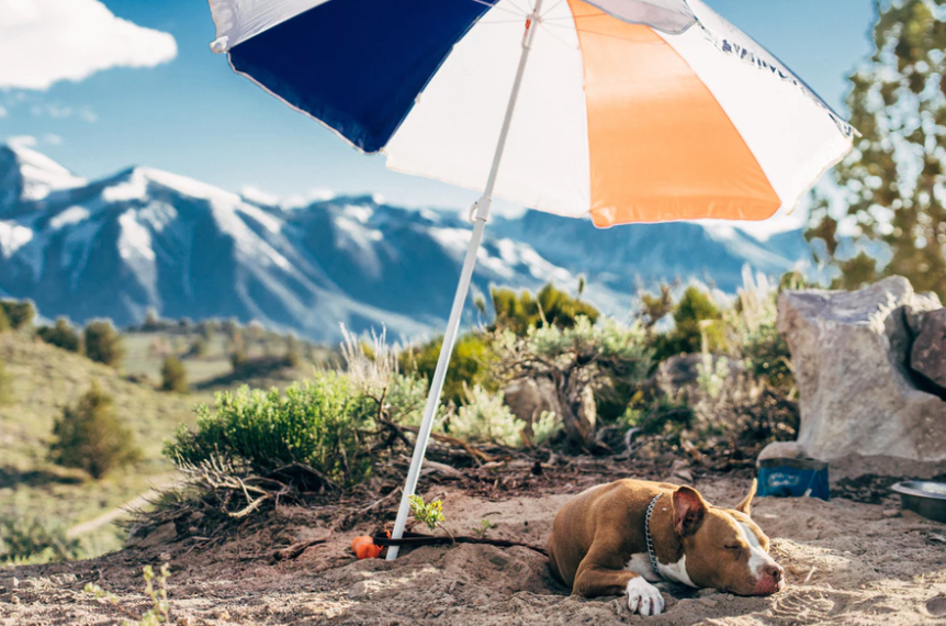 Dog under the big umbrella